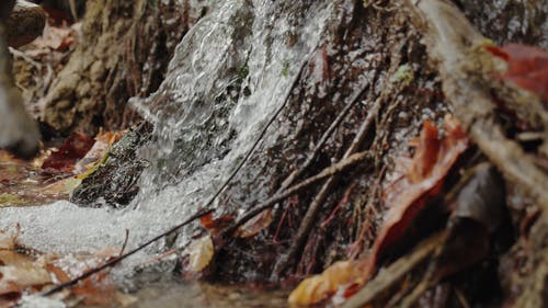 有关H2O, 天气好, 枯叶的免费素材视频