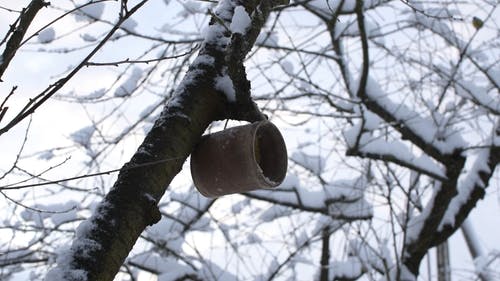 有关下雪的, 冬季, 分支机构的免费素材视频