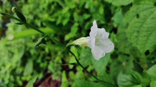 有关吊钟花, 后雨, 含花植物的免费素材视频