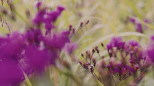 有关模糊的背景, 特写, 紫色的花朵的免费素材视频