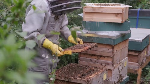 有关一群, 养蜂业, 养蜂人套装的免费素材视频