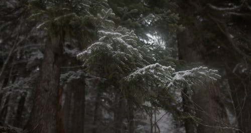 有关下雪的, 冬季, 天性的免费素材视频