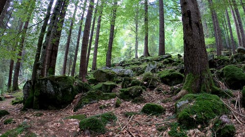 有关天性, 岩石, 森林的免费素材视频