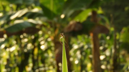 有关@户外, insecto, 哥伦比亚的免费素材视频