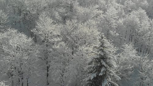 有关下雪的, 下雪的天气, 冬季的免费素材视频