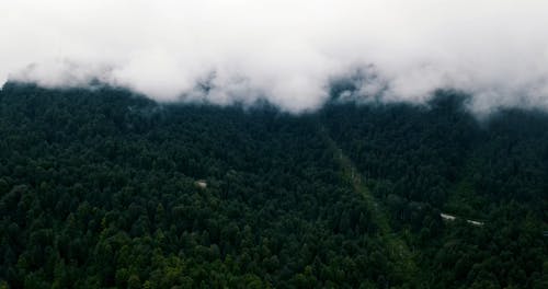 有关天性, 森林, 树木的免费素材视频