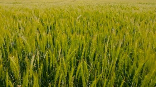 有关农地, 多风, 小麦的免费素材视频