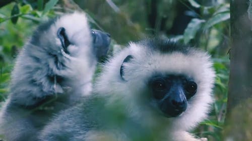 有关动物, 动物的鼻子, 丛林的免费素材视频