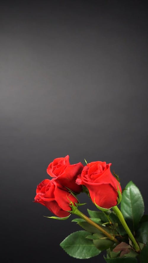 三朵红玫瑰 · 免费素材视频
