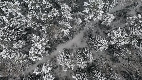 有关下雪的, 下雪的天气, 冷 - 温度的免费素材视频