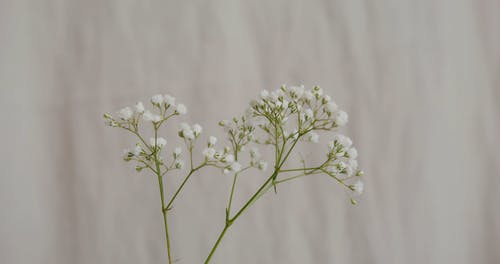 有关＃室内, 夏天, 很小的的免费素材视频