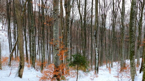 有关下雪, 冬季, 冷的免费素材视频