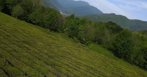 有关fpv无人机画面, 丘陵, 天性的免费素材视频