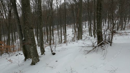 有关冬季景观, 天性, 山林的免费素材视频