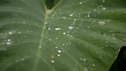 有关水滴, 湿, 特写的免费素材视频