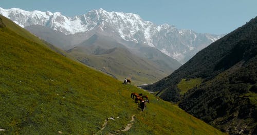 有关动物,山,户外的免费素材视频